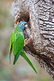 Blue-crowned Parakeetborder=